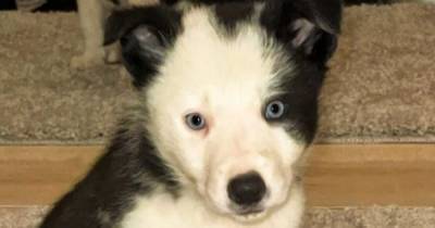 Third Border Collie pup dies after pooping 'blood and worms' hours after owners handed over £1300 - www.dailyrecord.co.uk