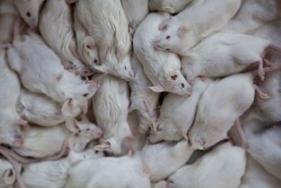 Rodent plague leaves Australia town covered in ‘carpet of mice’ - nypost.com - Australia