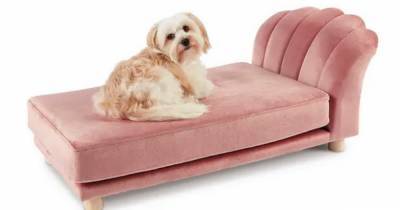 Aldi are selling luxurious chaise longues and scalloped velvet chairs for your pets - www.ok.co.uk