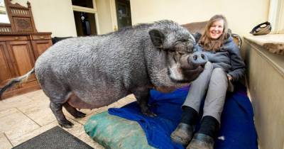 Scots family living with giant 20-stone pig after thinking it was a micropig - www.dailyrecord.co.uk - Scotland - Vietnam