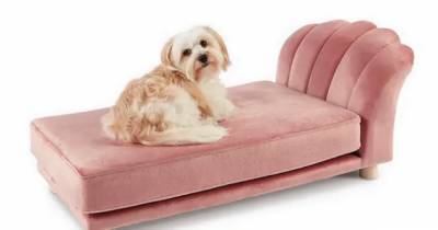 Aldi is selling luxurious chaise longues and scalloped velvet chairs for dogs - www.dailyrecord.co.uk