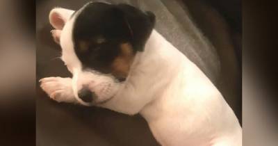 'It's ripped our family into pieces': Heartbreak as 11-week-old puppy stolen in cruel theft - www.manchestereveningnews.co.uk - Manchester