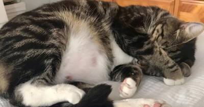 Pet owner's warning after her cat is ‘shot by a pellet gun’ in the middle of the night - www.manchestereveningnews.co.uk - Manchester