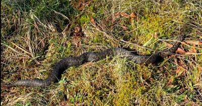 Scots dog walker captures up close photograph of only venomous snake in the UK - www.dailyrecord.co.uk - Britain - Scotland
