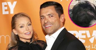 Kelly Ripa and Mark Consuelos Have an Adorable New Rescue Dog: ‘The Consueloses Have Made a Decision to Adopt’ - www.usmagazine.com - New Jersey - Malta