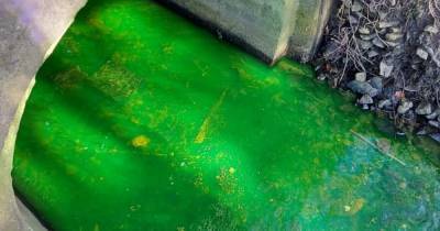 'Looks like Shrek has been in there': Bright green goo in waterway raises concerns - this is the cause - www.manchestereveningnews.co.uk - county Collier