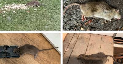 'My chihuahua nearly got eaten': People are complaining of a rat infestation in parts of Tameside... and some of them are MASSIVE - www.manchestereveningnews.co.uk - Manchester