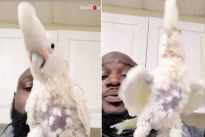 Brooklyn parrot beatboxes with owner to keep feathers from falling out - nypost.com