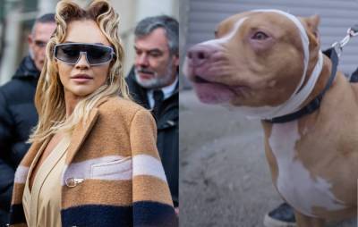 Rita Ora faces backlash over use of dog with cropped ears in music video - www.nme.com - Bulgaria