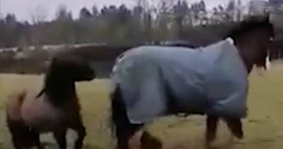 Scots pony with 'wee man syndrome' picks fight with huge horse leaving owner in stitches - www.dailyrecord.co.uk - Scotland