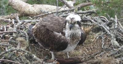 Dunkeld osprey nest site spruced up in the hope that birds return to breed any day now - www.dailyrecord.co.uk