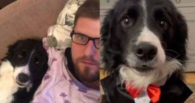 ‘Talking dog' becomes Tik Tok star with more than half a million followers - www.msn.com - county Stafford