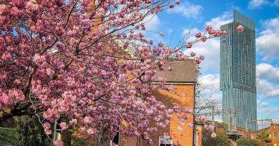 Where to see beautiful blossom trees in Greater Manchester this spring - www.manchestereveningnews.co.uk - Manchester - Japan