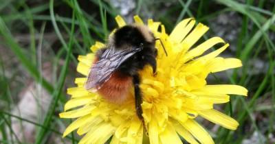 New bee species found doing well at Perthshire mountain reserve - www.dailyrecord.co.uk - Britain