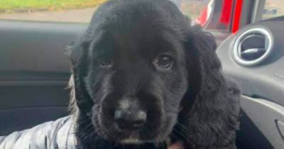 Puppy shot through head and killed by farmer after getting into sheep field - www.dailyrecord.co.uk - Scotland