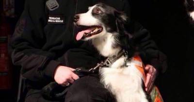 Tributes to hero Clutha search and rescue dog Taz who passed away after life-saving career - www.dailyrecord.co.uk