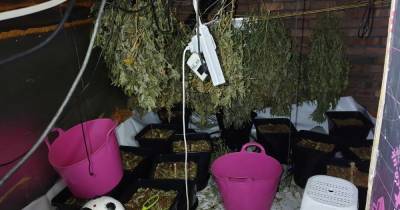 Huge cannabis farm discovered in drugs bust by police in Bury - www.manchestereveningnews.co.uk