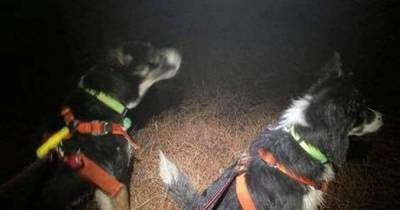 Scots hillwalker rescued by dogs after getting lost on mountain in thick fog - www.dailyrecord.co.uk - Scotland