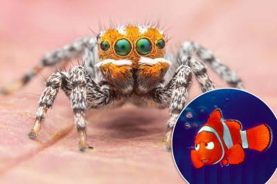 ‘Cute’ new spider species named ‘Nemo’ after animated fish - nypost.com - Australia - Indiana - Victoria