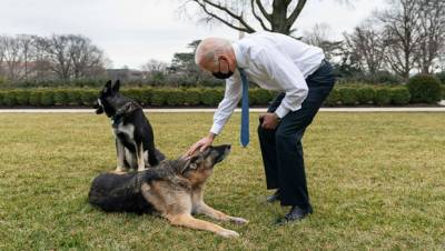 Joe Biden’s Fans Cheer After His Dog Major Is Welcomed Back To The White House — See Pic - hollywoodlife.com - Pennsylvania - Germany