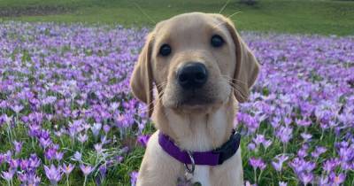 Adorable puppy named after World War II hero to become PTSD support dog - www.dailyrecord.co.uk - USA - Germany
