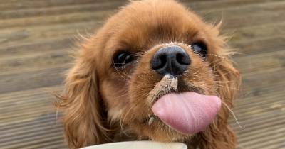 10 utterly adorable ‘Top Dogs’ from our new site TeamDogs - www.manchestereveningnews.co.uk
