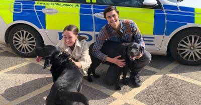 Heartwarming moment two Labradors stolen outside M&S are reunited with their owners - www.manchestereveningnews.co.uk - Manchester