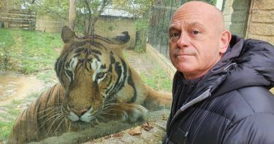 Can you keep lions and tigers? What the law says about keeping wild animals at home as Ross Kemp visits Britain's Tiger Kings - www.manchestereveningnews.co.uk - Britain - Manchester