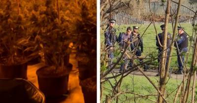 Four arrested as police raid '£1m' drug farm - www.manchestereveningnews.co.uk - Manchester
