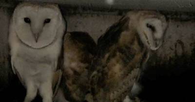 Dumfries and Galloway windfarm team provide new home for nesting barn owls - www.dailyrecord.co.uk