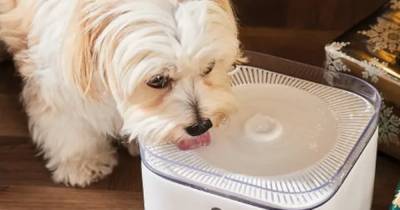 Aldi are selling a pet water fountain to keep your animal cool as temperatures rise - www.ok.co.uk