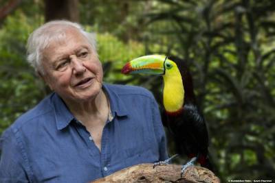 ‘Attenborough’s Life in Colour’ Producer Humble Bee Films Hires Icon Films Executive Stephen McQuillan (EXCLUSIVE) - variety.com - Australia