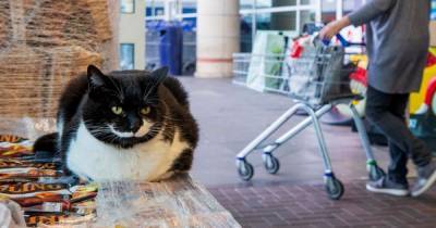 Scots Tesco lists 'in-store cat' facilities as resident feline sends Twitter into meltdown - www.dailyrecord.co.uk - Scotland