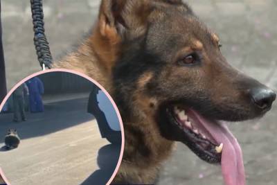 North Carolina Cop Under Fire For Choking, Hanging Police Dog By Its Leash - perezhilton.com - Germany - North Carolina