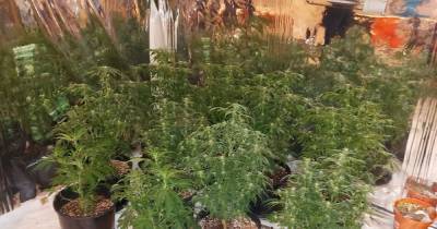 Cops were told about 'unusual activity' at a house in Tameside - and found a cannabis farm - www.manchestereveningnews.co.uk - Manchester