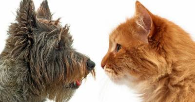 Let's settle this once and for all - dogs or cats? - www.manchestereveningnews.co.uk - Britain