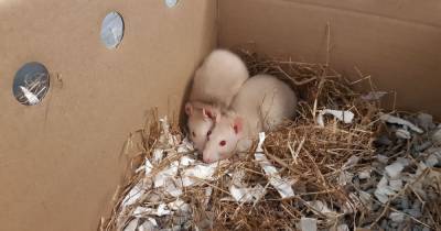 Scottish SPCA appeal after rats dumped in Lanarkshire layby - www.dailyrecord.co.uk - Scotland