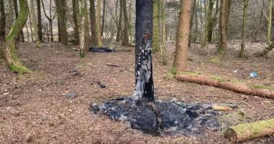 Vandals trash part of East Kilbride community woodland damaging £60K sculptures - www.dailyrecord.co.uk