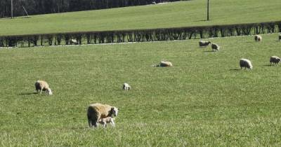 Sheep and three lambs die on Scots farm after dog attack as farmer urges pet owners to be 'responsible' - www.dailyrecord.co.uk - Scotland