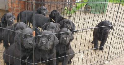 'Phenomenal' response to stolen puppy appeal after seven-week old Labradors snatched from Scots farm - www.dailyrecord.co.uk - Britain - Scotland