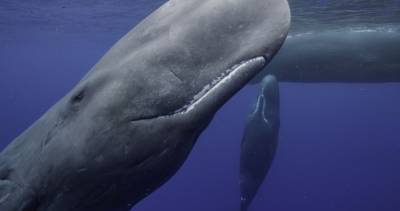 Rare Look At A Baby Sperm Whale Nursing In Disney+ Docuseries ‘Secrets Of The Whales’ - etcanada.com