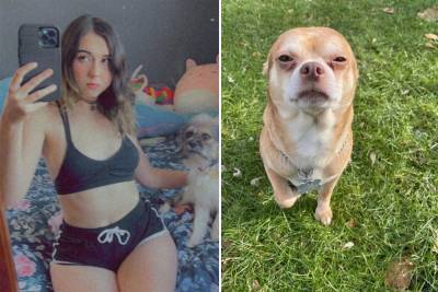 Woman with ‘demonic’ Chihuahua uses OnlyFans to support foster pets - nypost.com
