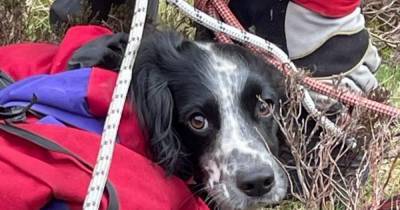 Dog survives 300 foot plunge from Scots waterfall unscathed - www.dailyrecord.co.uk - Scotland - county Liberty - county Moffat