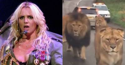 Knowsley Safari gets unlikely boost from Britney Spears - www.manchestereveningnews.co.uk - Los Angeles - USA - Manchester