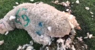 Police release distressing video footage after sheep mauled to death by dog off its lead - www.manchestereveningnews.co.uk
