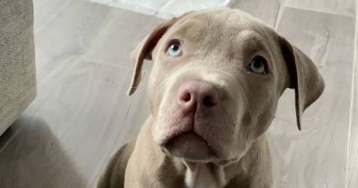Puppy stolen from Glasgow flat by machete and axe thugs found by side of road - www.dailyrecord.co.uk - USA