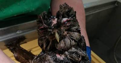 'Skin and bone' owl found after being trapped in Scots chimney nursed back to health by animal lovers - www.dailyrecord.co.uk - Scotland