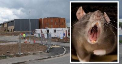Lanarkshire residents plunged into rat 'nightmare' following demolition of former schools - www.dailyrecord.co.uk