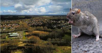 NHS worker's rat nest 'nightmare' on Irvine estate as mum fears rodent infestation is spreading - www.dailyrecord.co.uk