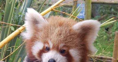 Scots Zoo shows off images of incredibly cute new resident red panda Rufio - www.dailyrecord.co.uk - Scotland